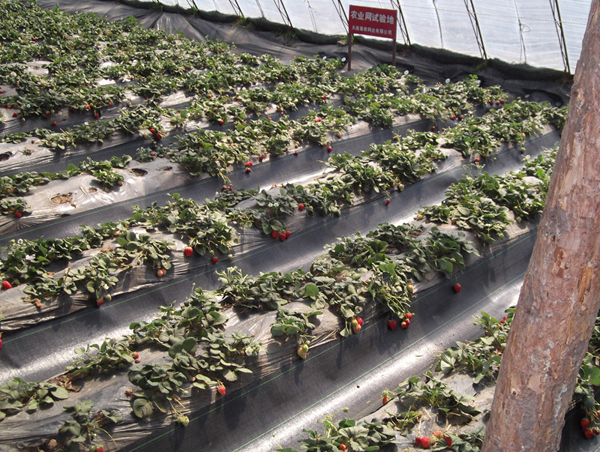蔬菜草莓大棚温室中专用的防草布