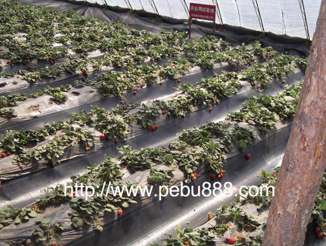 大棚草莓专用窄幅防草布及其厂家价格